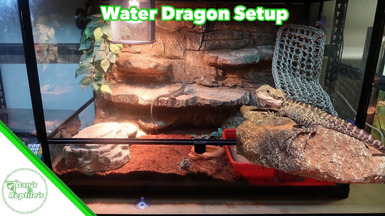 How to setup a Water Dragon tank/Enclosure