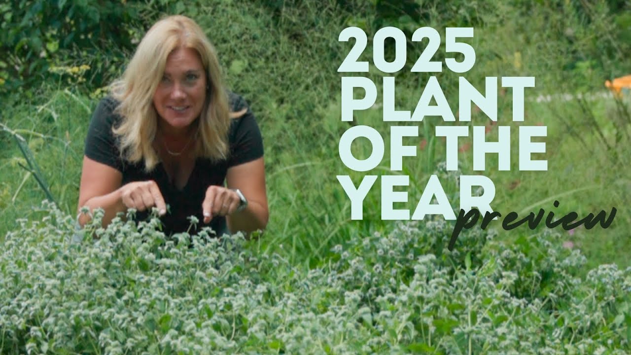 Grow this plant! 🌿 Here's why