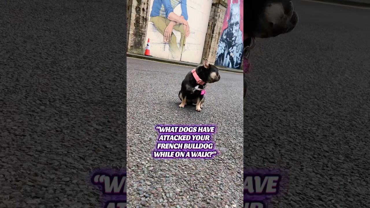 #shortvideo #bulldog #bulldogslove #frenchbulldog #frenchie #frenchbulldogpuppy #dogshorts #shorts