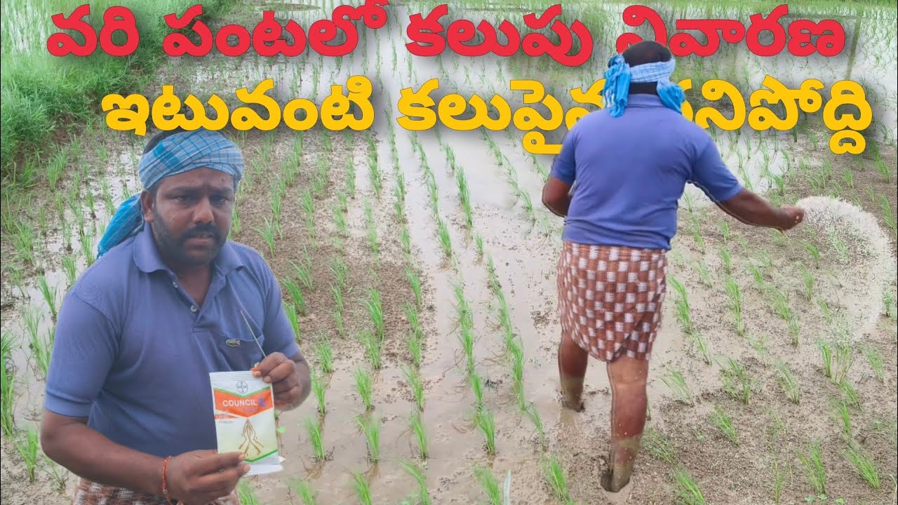వరి పంటలో కలుపు ఏ మందు పనిచేస్తుందో ఒకసారి చూడండి