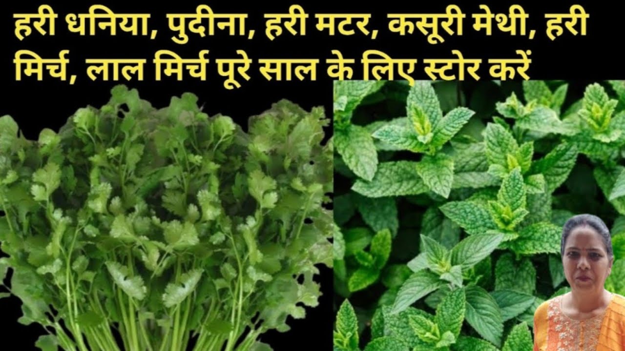 How to store veggies for 1 year | हरी धनिया | पुदीना | हरी मटर | कसूरी मेथी | हरी मिर्च | लाल मिर्च