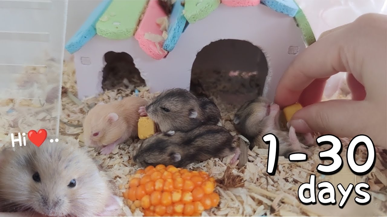 BABY DWARF HAMSTER GROWING UP | Day 1 to Day 30