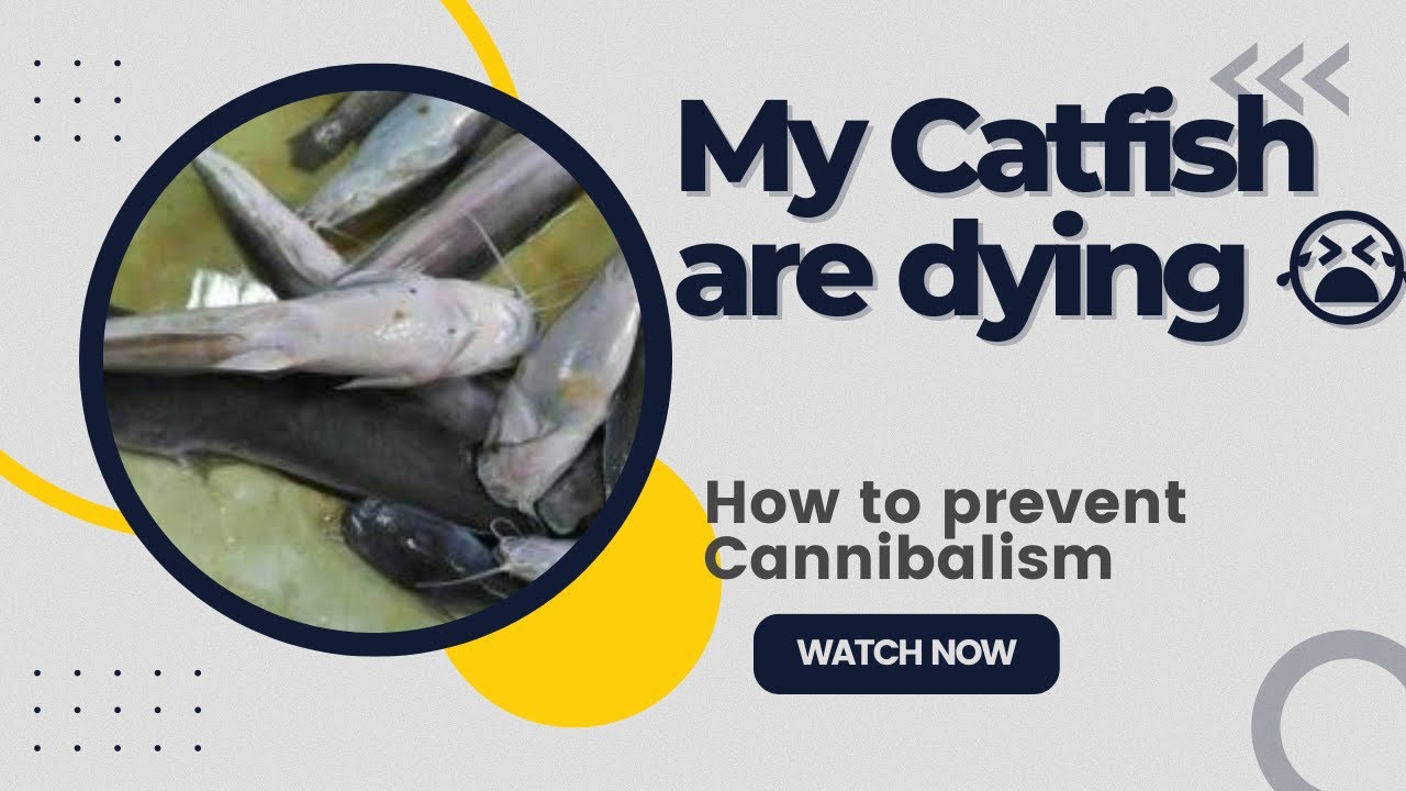 How to prevent Cannibalism in Catfish farming #catfishfarm #fishing #catfish