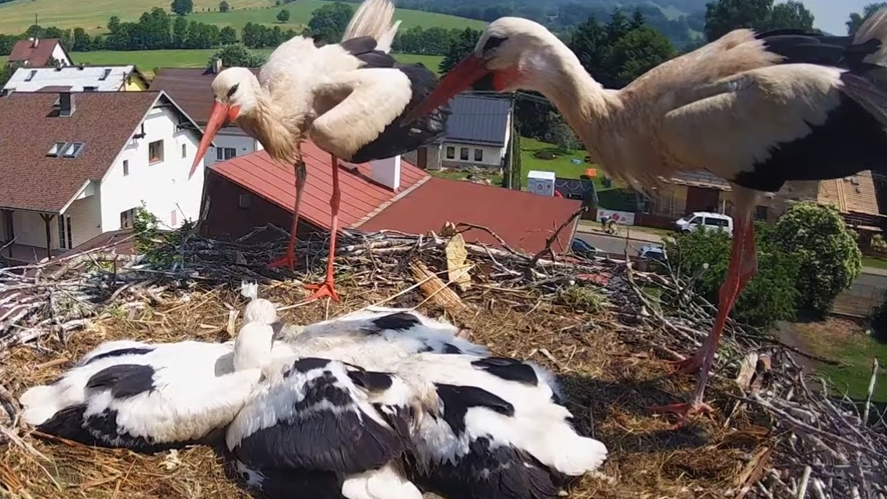 Čápi Mladé Buky | Poplach!!! Děti, okamžitě k zemi! | Alert!!! Children, get down now!