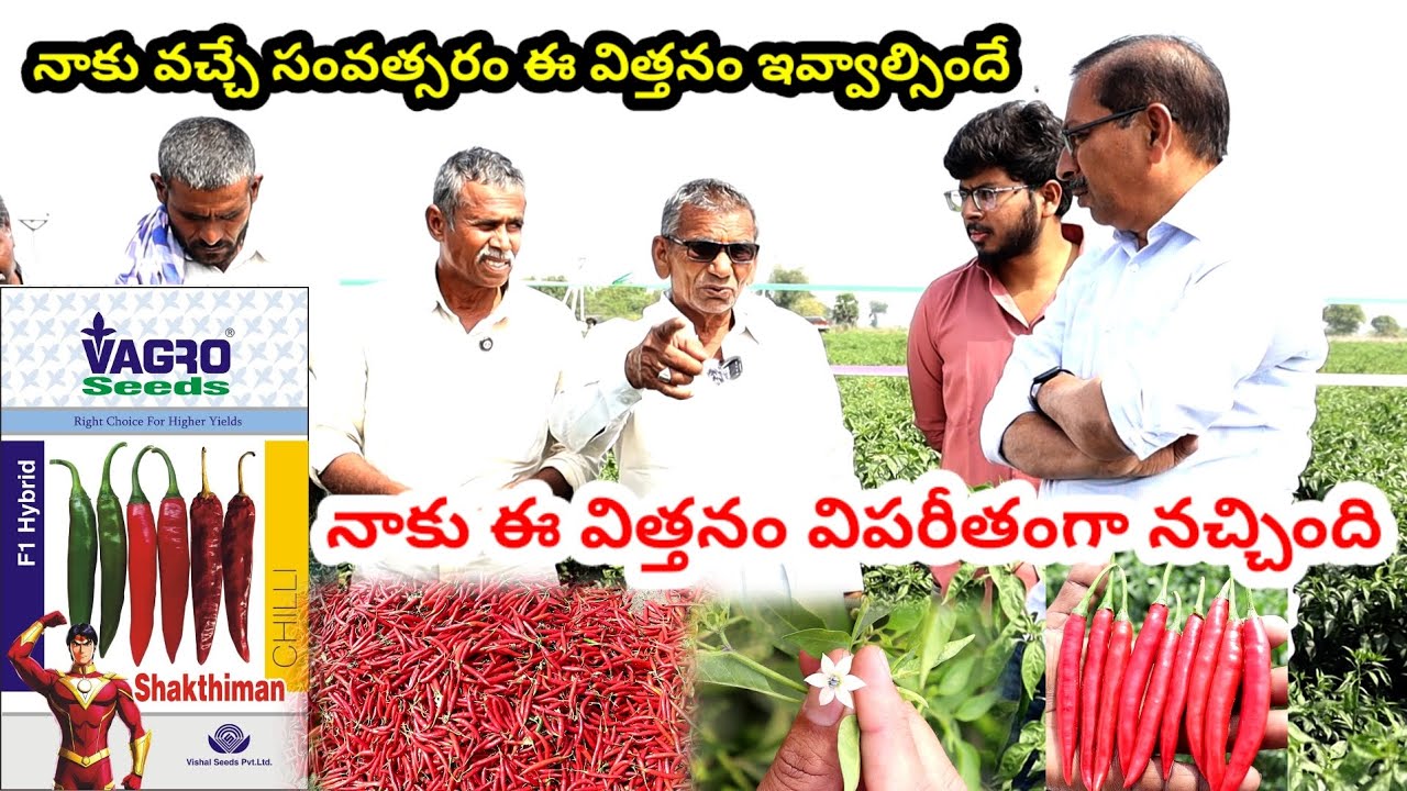 శక్తిమాన్ సీడ్స్ | Shakthiman chilli seeds | Mirchi cultivation | Mirapa vithanalu | Chilli seeds 