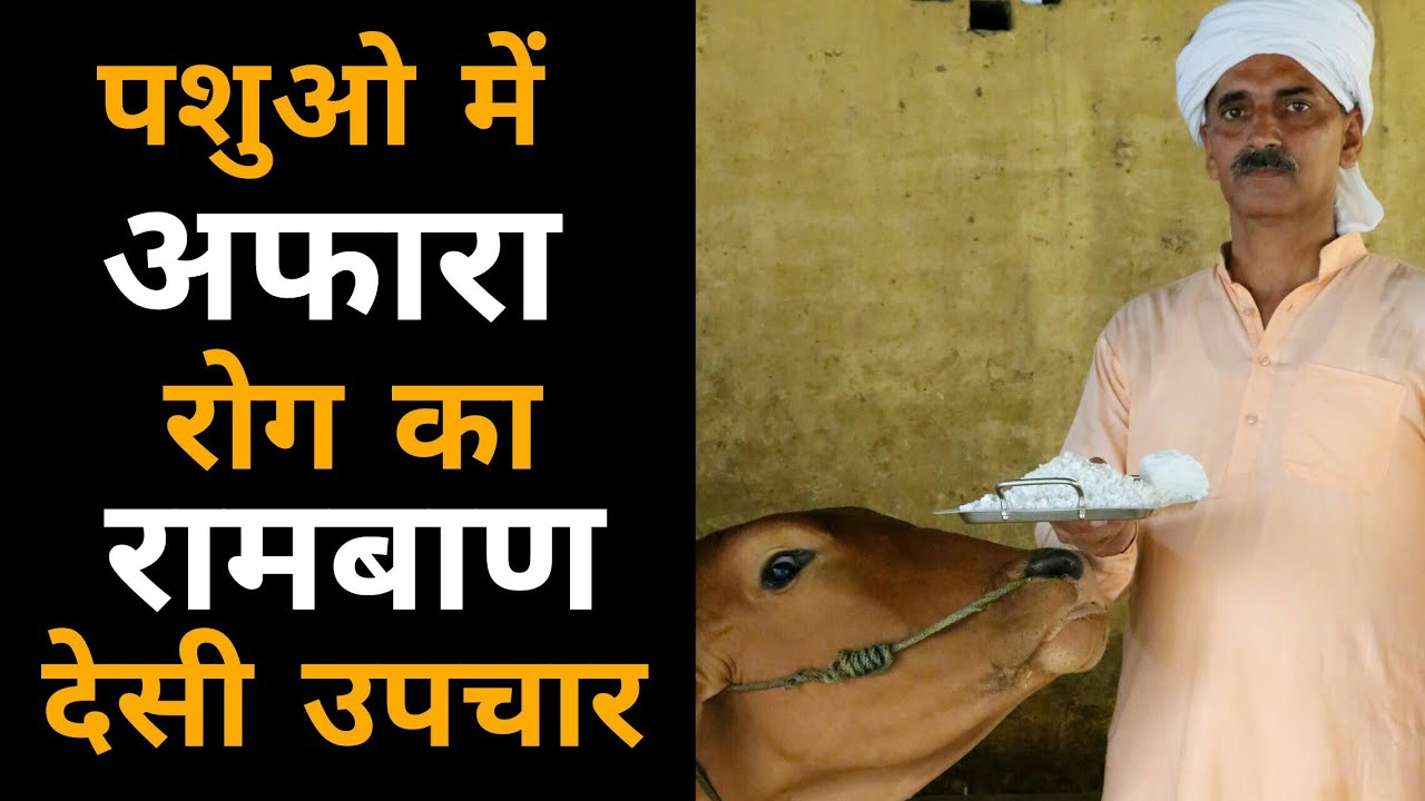Cow/Buffalo gastric problem | पशुओ में अफारा रोग होने पर उनका उपचार केसे करे | पशुओं का घरेलू इलाज
