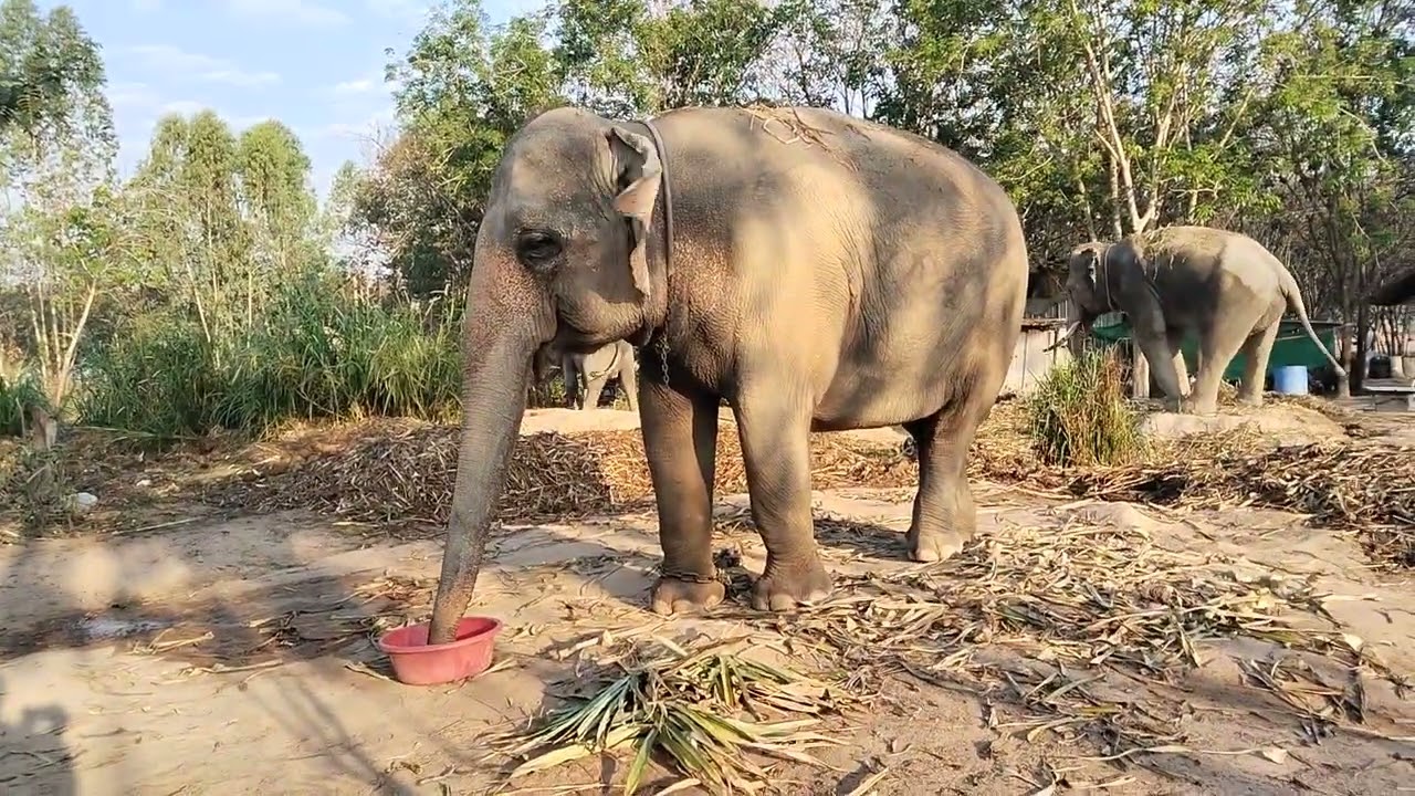 ยามเช้าของน้องแอนกับคุณตา🐘