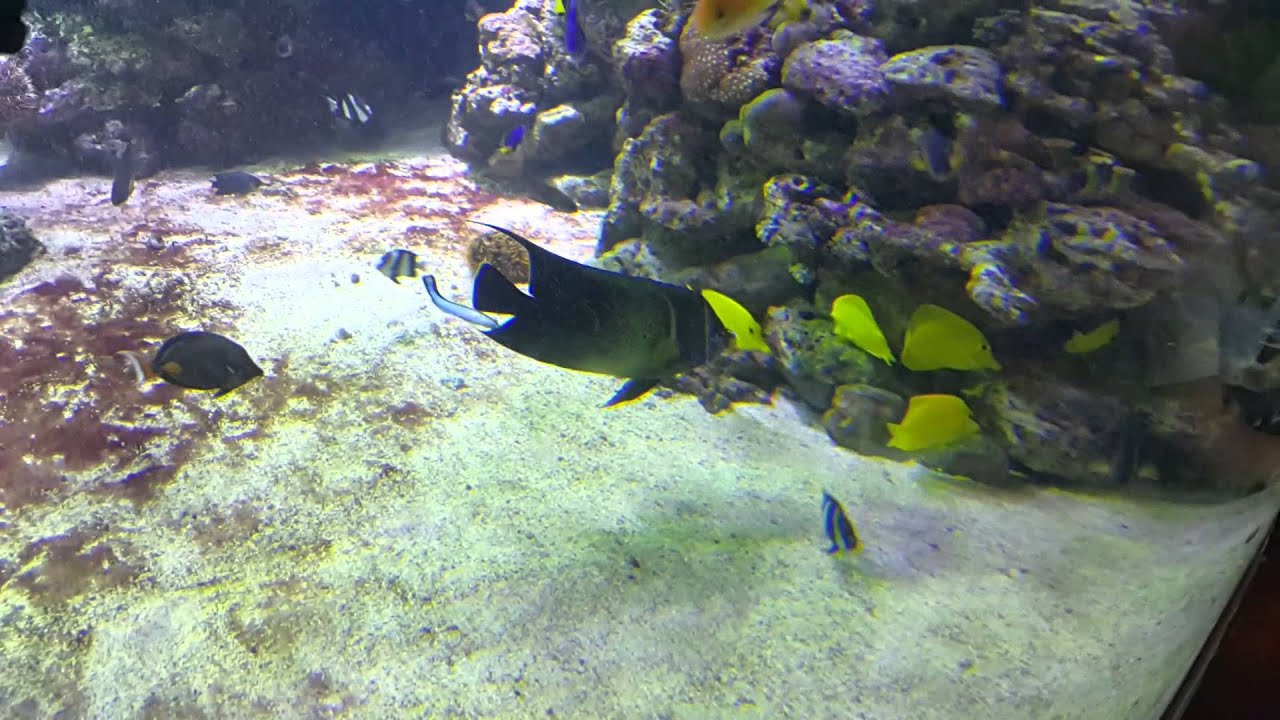 Koran Angelfish at Dubai Mall Underwater Zoo