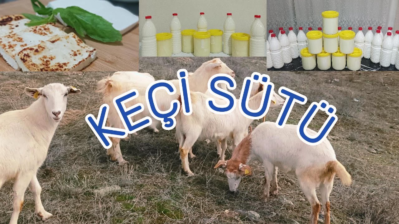 ZOR OLAN SÜT ÜRETMEK DEĞİL ONU SATABİLMEK / KEÇİ SÜTÜ NASIL SATILIR / BU İŞTEN NASIL PARA KAZANILIR