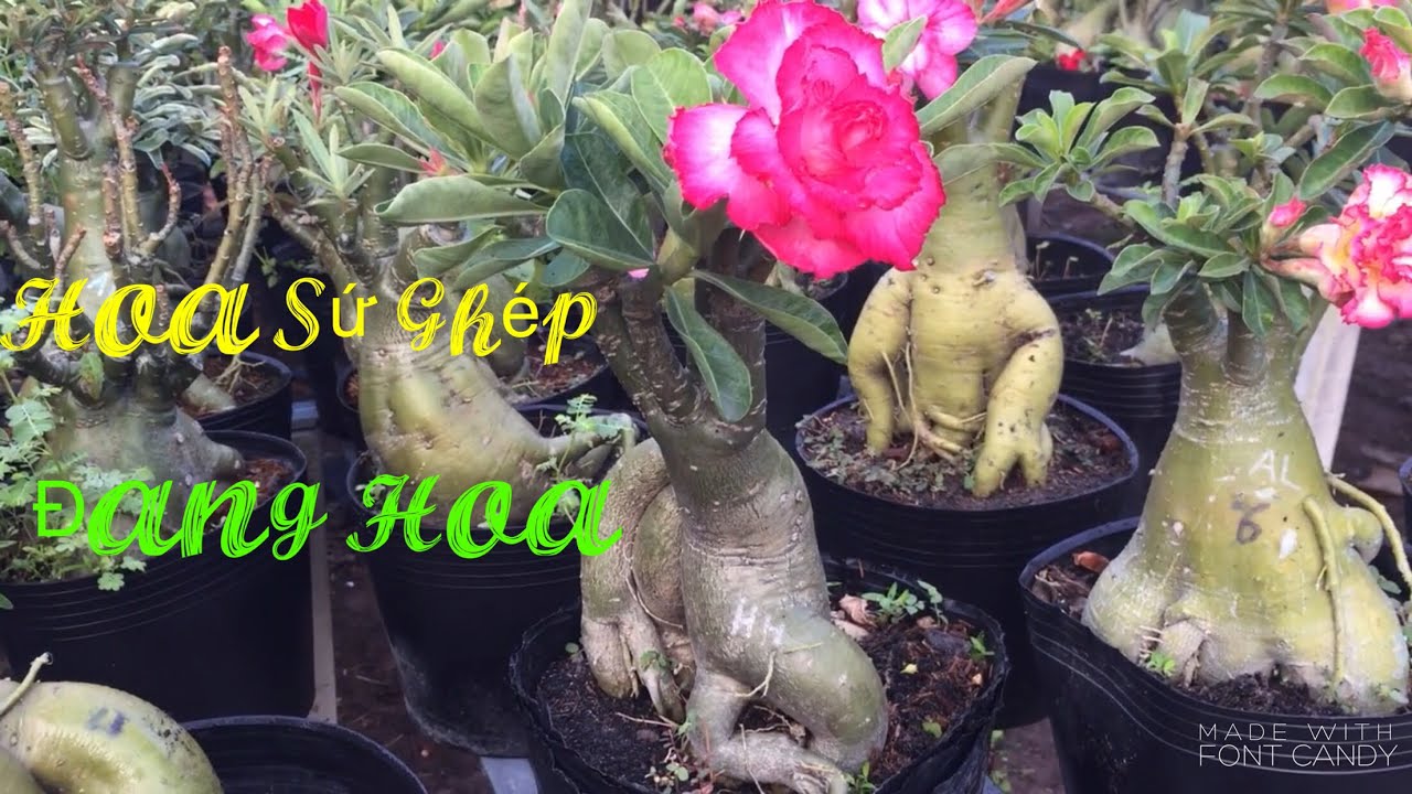 Sứ ghép đang hoa 110k/cây. LH: 0369966467 ( 17/2/2021 )