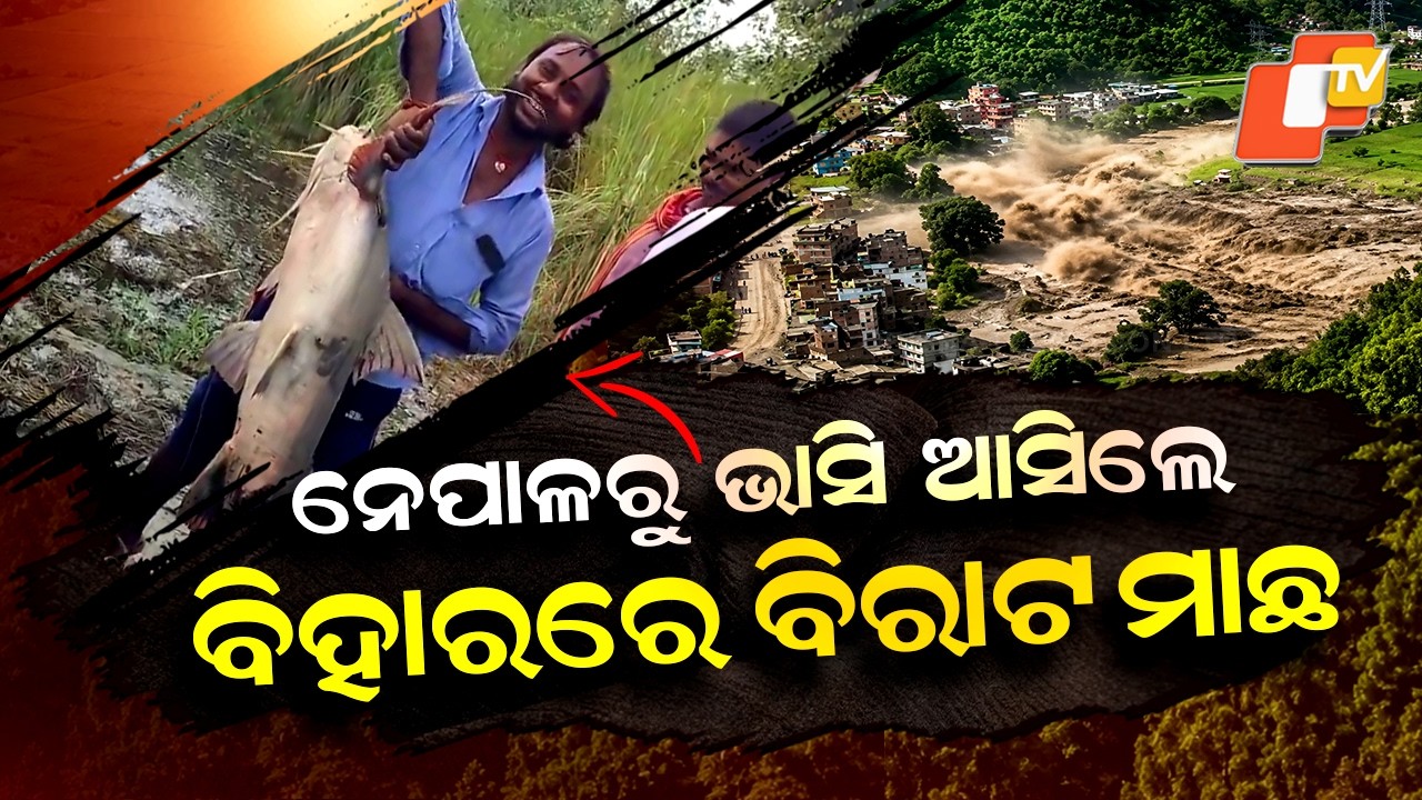 Special Story: Nepal Flood Brings Giant Fish to Bihar, Some Weighing Over 100 Kg