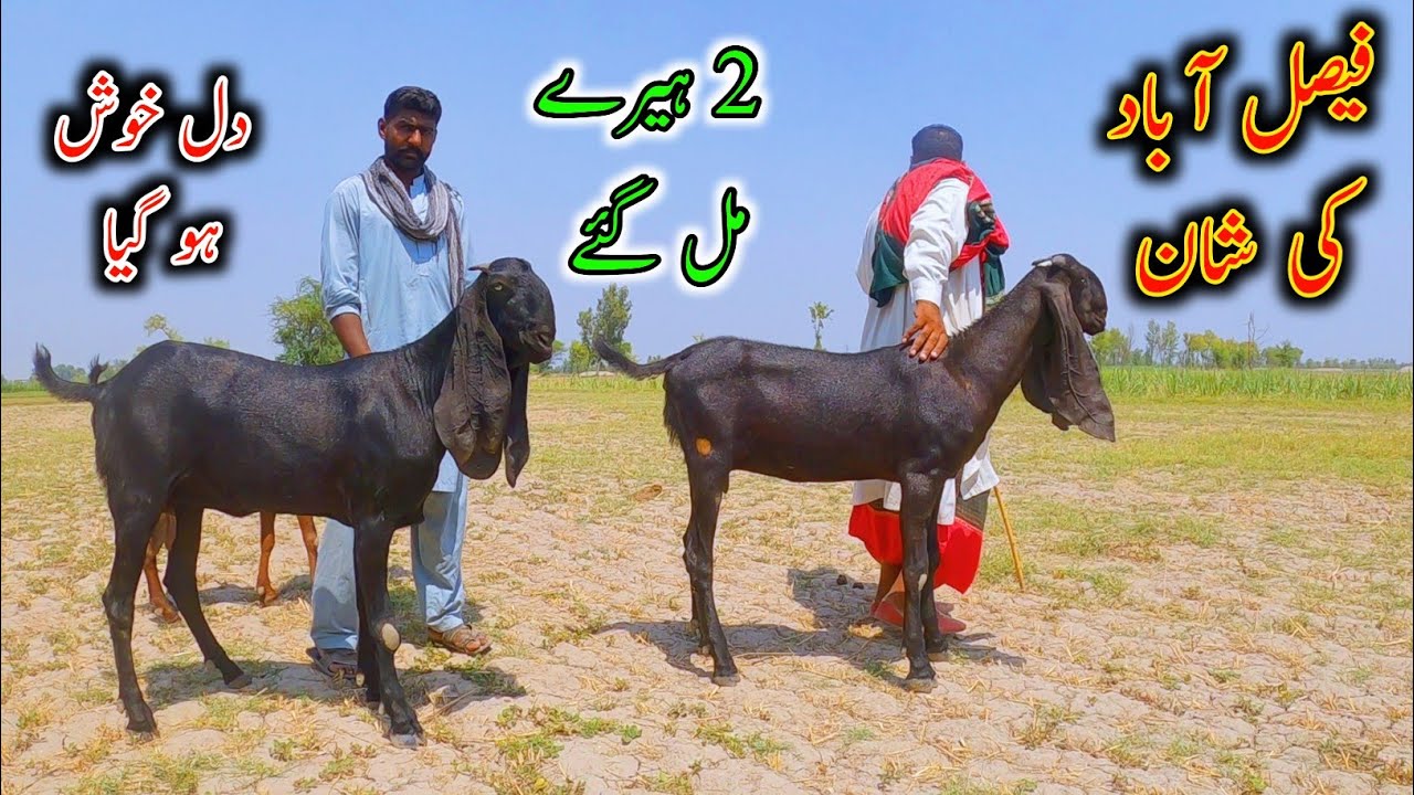 Supreme Quality Goats Of CH Samar || Beetal Goats