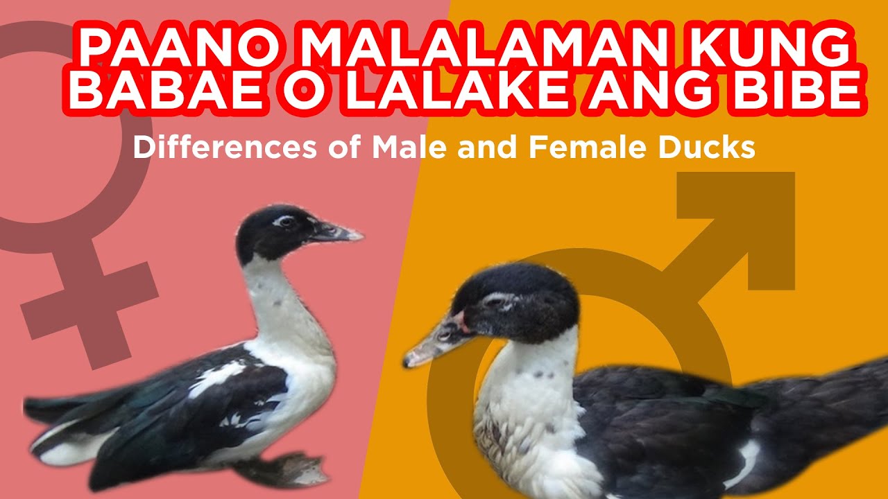 PAANO MALALAMAN KUNG BABAE O LALAKE ANG BIBE O PATO #pato #duckfarming #mlfarming DUCK FARMING