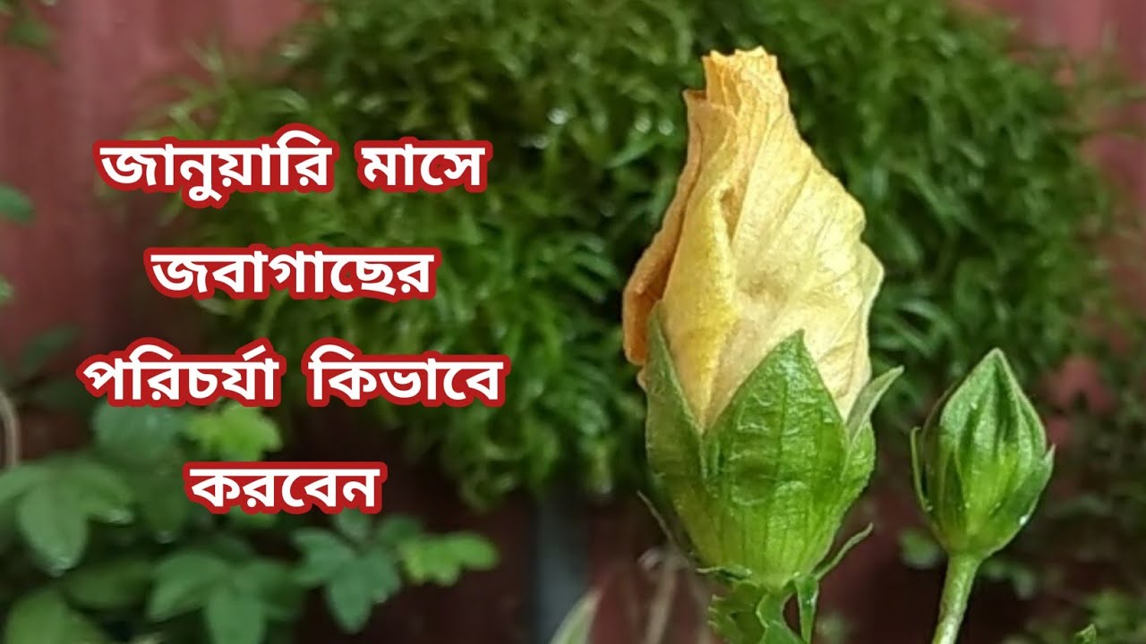 Hibiscus plant care tips on January in winter || phool o bagan