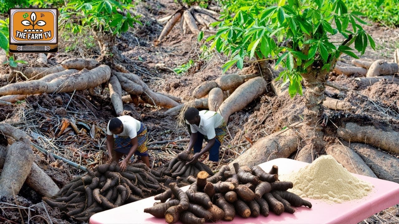 The world's most productive root! Discover how CASSAVA/MANIOC/YUCA flour is made!