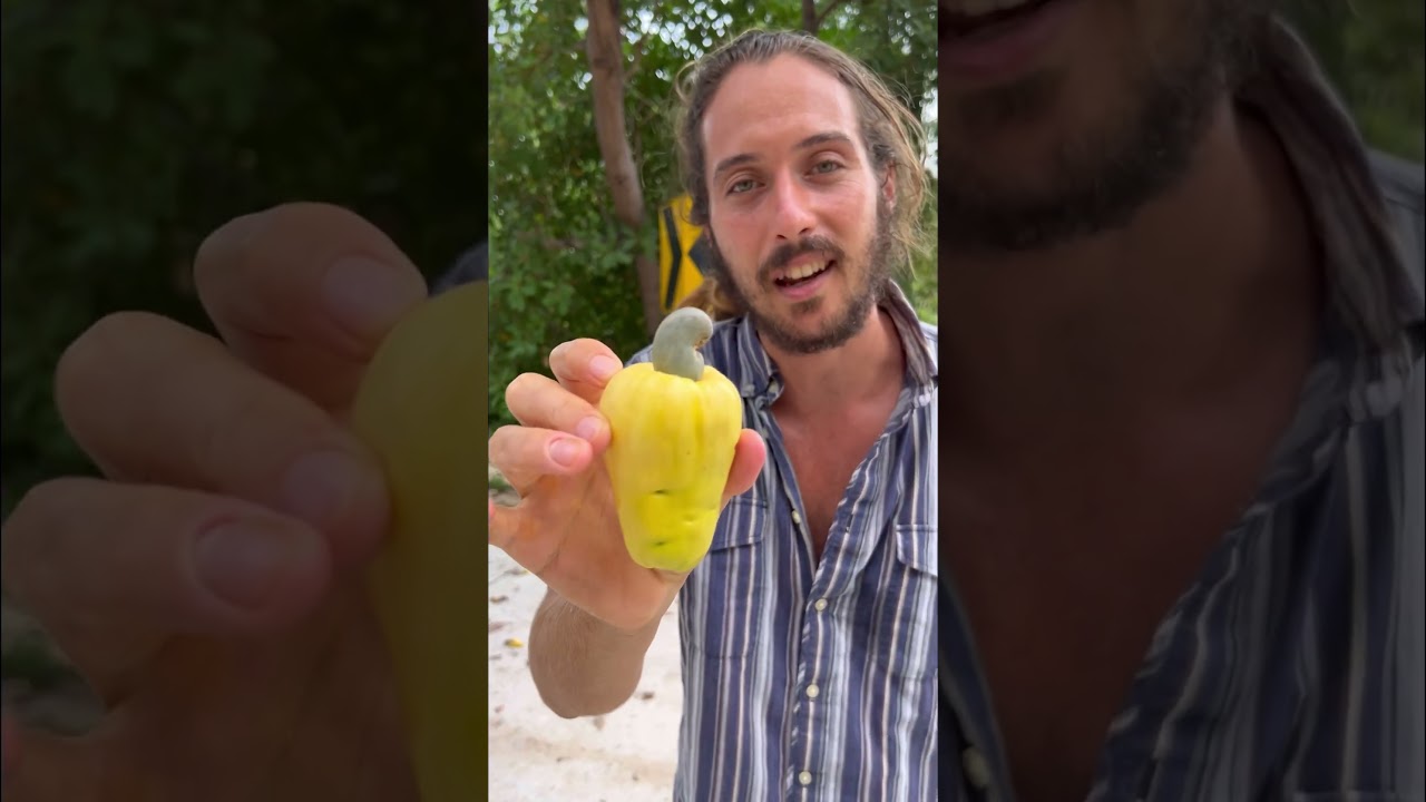 How to eat cashew fruit? #foodie #juicing #fruit #tropicalfruits #cashewfruit #cashew #fruitarian