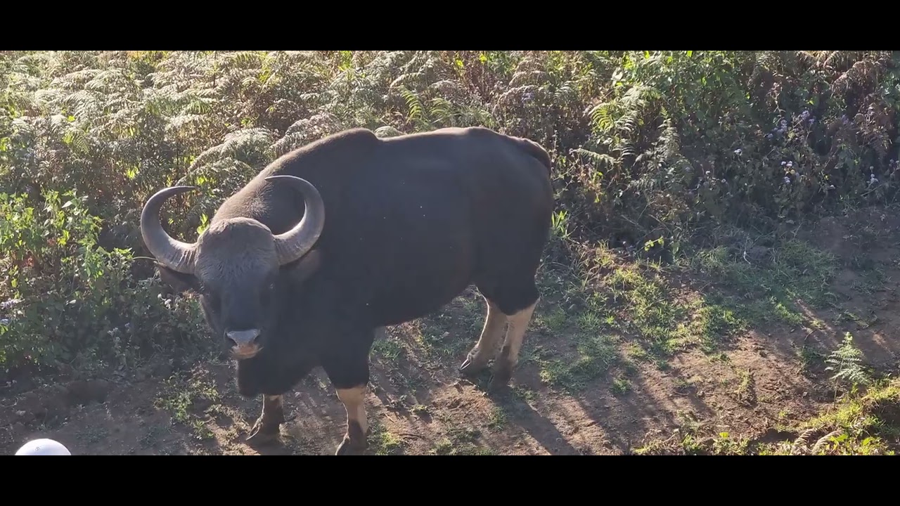Bison 🦬  Attack in Kodaikanal