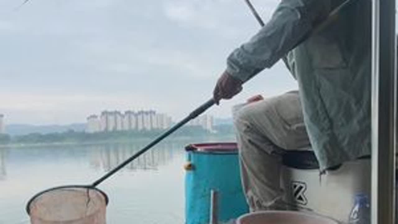 土鲮连竿还好！白鲢你来凑什么热闹😂#钓鱼只有钓鱼人懂 #钓鱼原来是抖音顶级运动 #土鲮爆护