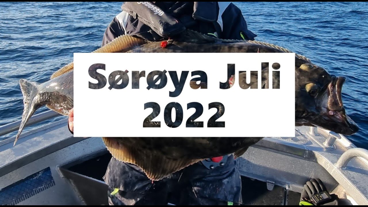 Fishing Norway - Halibut cod Söröya sea Lopphavet Sørøya Sørvær gjestehus 2022