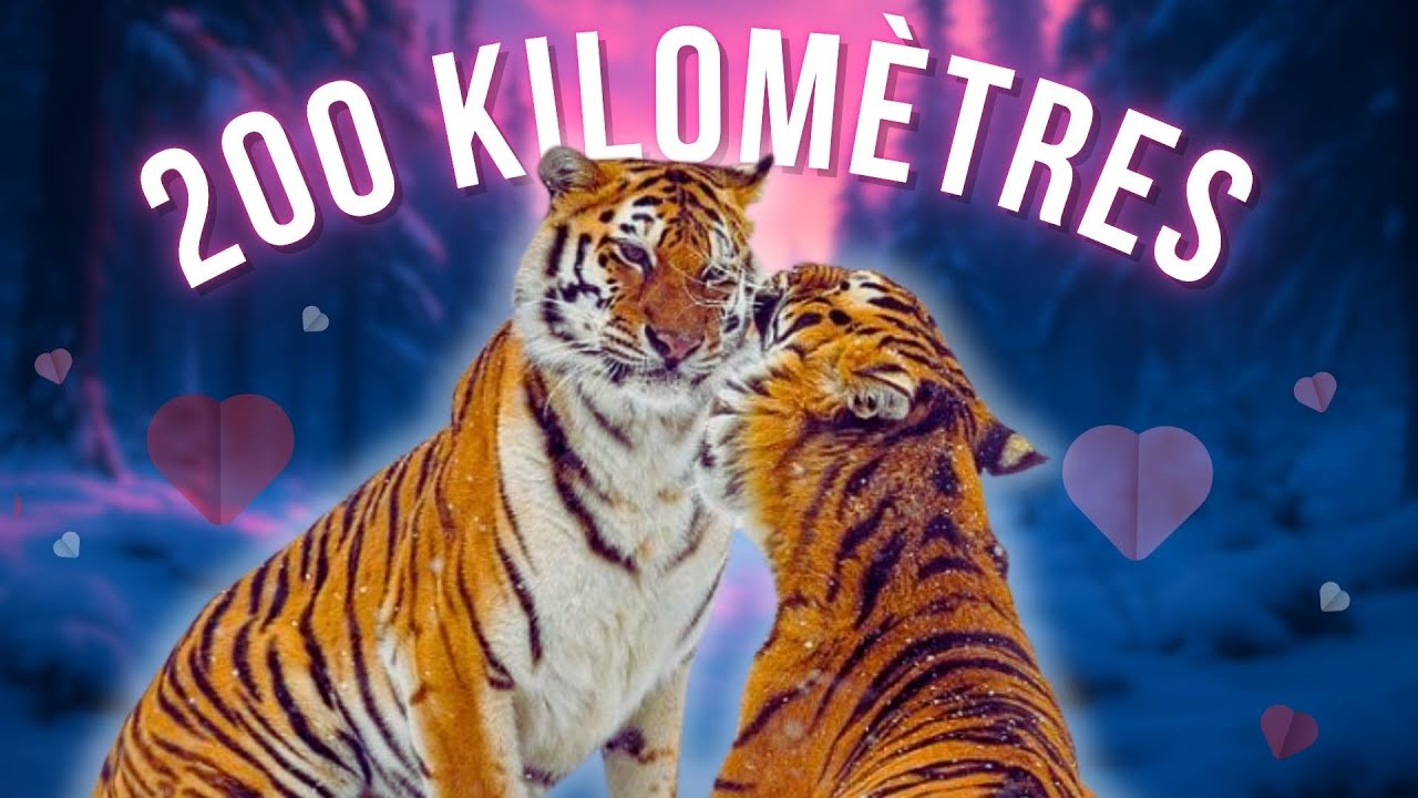 L’INCROYABLE histoire des deux TIGRES amoureux