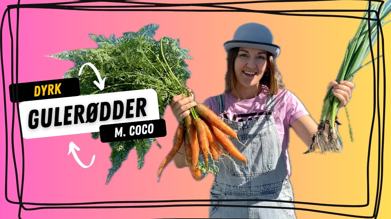 Fra jord til bord m Coco - Gulerødder l Læringsvideo for børn l Youtube kids