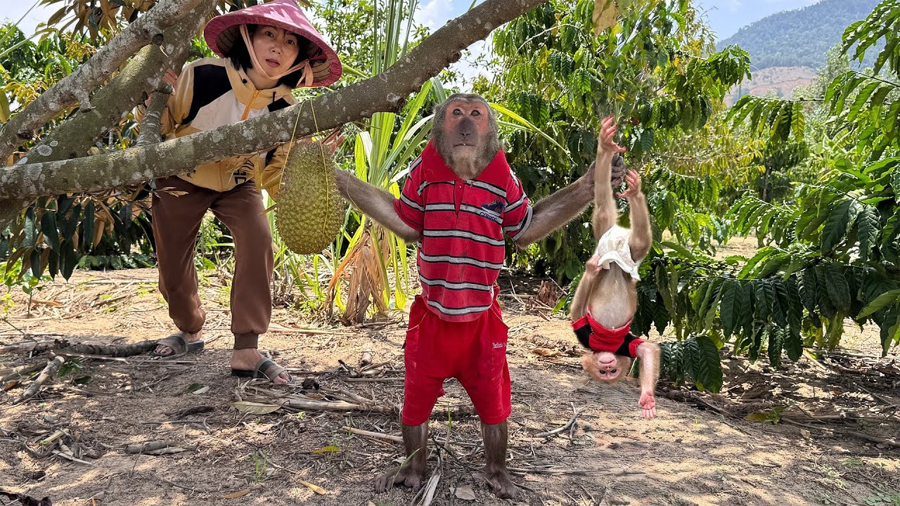 Mother Surpris to See Abu and Baby Monkey Harvest Durian in an Unbelievable Way!