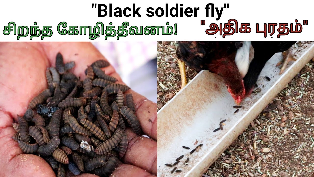 Black Soldier Fly (BSF) - அதிக புரத சத்து கொண்ட சிறந்த கோழி தீவனம், நீங்களே உற்பத்தி செய்யலாம்!