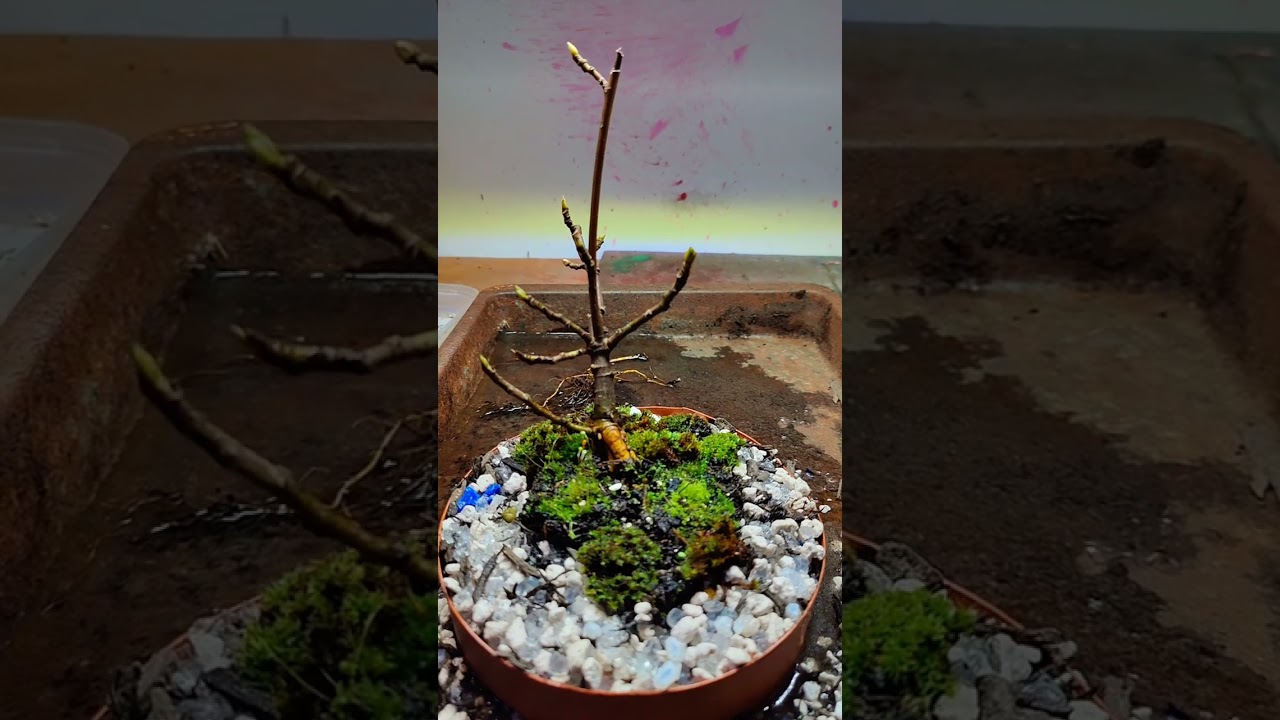fig repot teaser #bonsaichina #bonsaisancang #bonsaivietnam #bonsaiindonesia #bonsaiuk #figtrees
