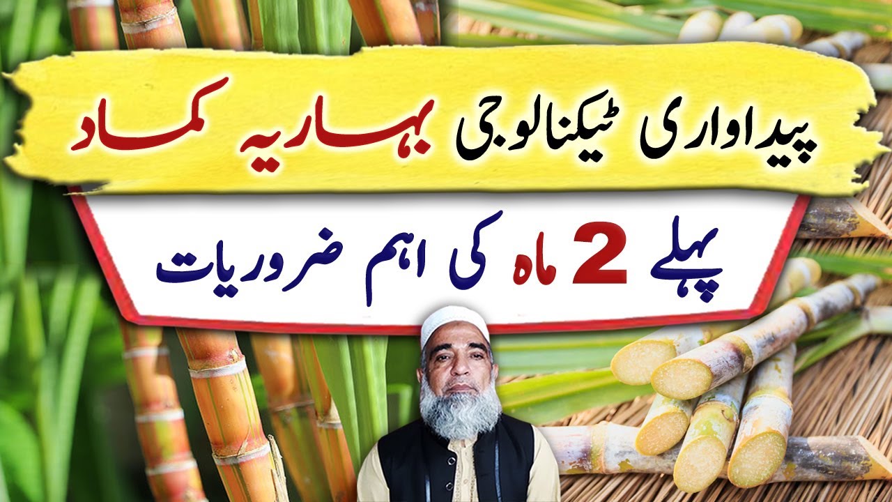 Production Technology of Spring Planted Sugarcane || Crop Reformer