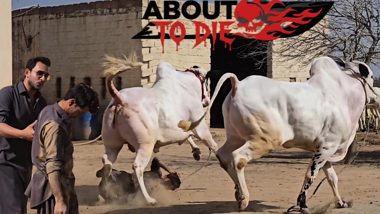 Dera Fouji Sultan Mirwal - Extremely Deadliest Fateh Jang Bulls 2026 - Bakra Mandi 2026- JNTV Series