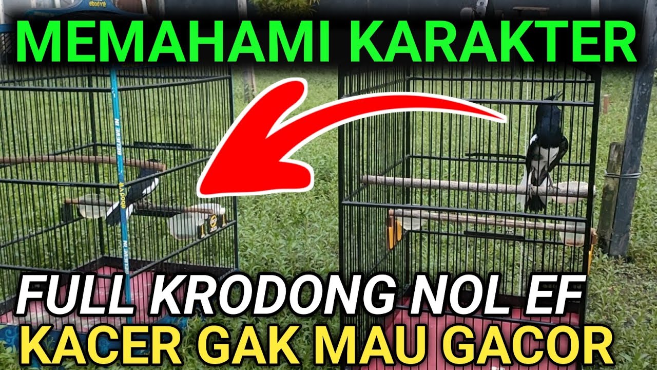 KACER GAK MAU GACOR KITA FAHAMI KARAKTERNYA DULU | D.R.KACER TERBARU