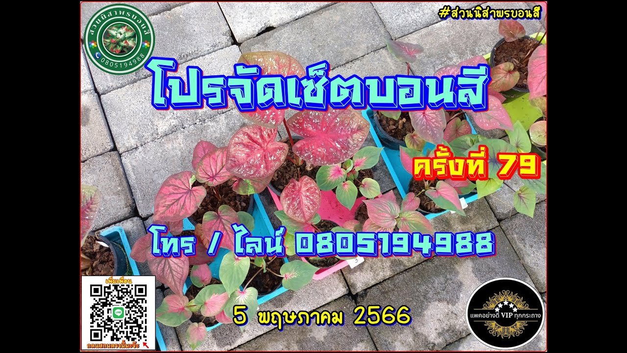 🌺โปรจัดเซ็ตบอนสี ครั้งที่ 79 🌺 สวยๆคุ้มๆ 5 พ.ค. 66 โทร / ไลน์ 0805194988 #สวนนิสาพรบอนสี