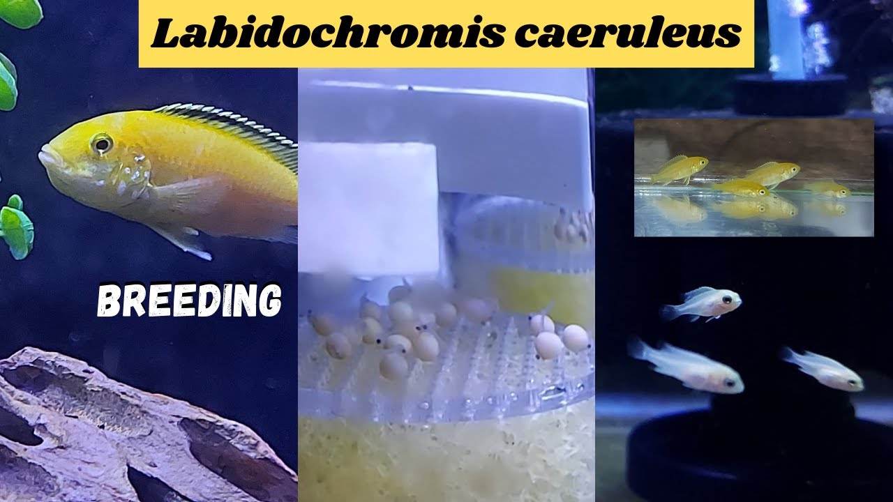 Yellow Lab Cichlids Breeding! | 55G Yellow Lab Aquarium