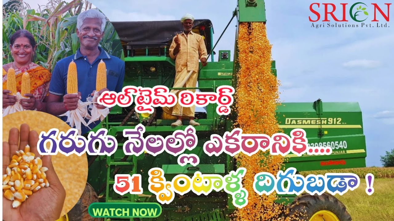 ఆల్ టైమ్ రికార్డు ఎకరానికి 51 క్వింటాళ్ళు దిగుబడా ! |MaizeHarvest |RecordYield |51Quintals |Success