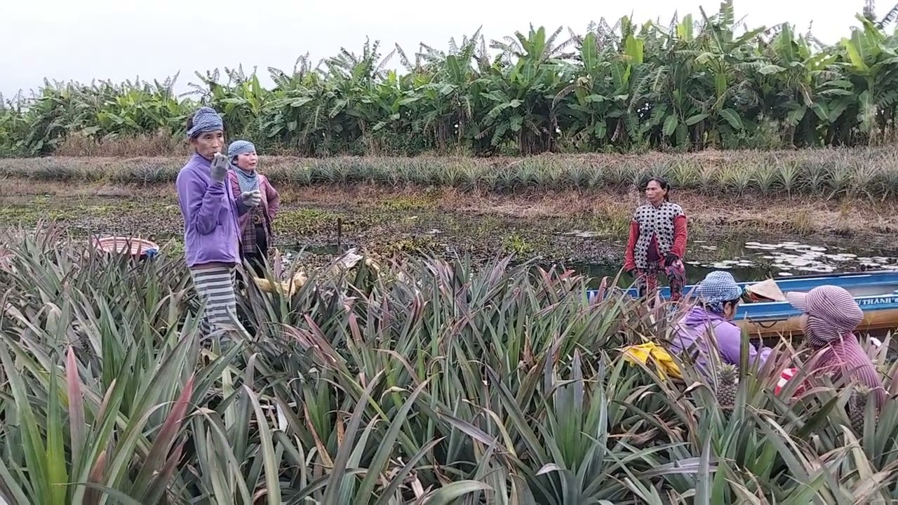 bữa nay máy chị em đi làm cỏ khóm 🍍🍍🍍🍍🍍🍍