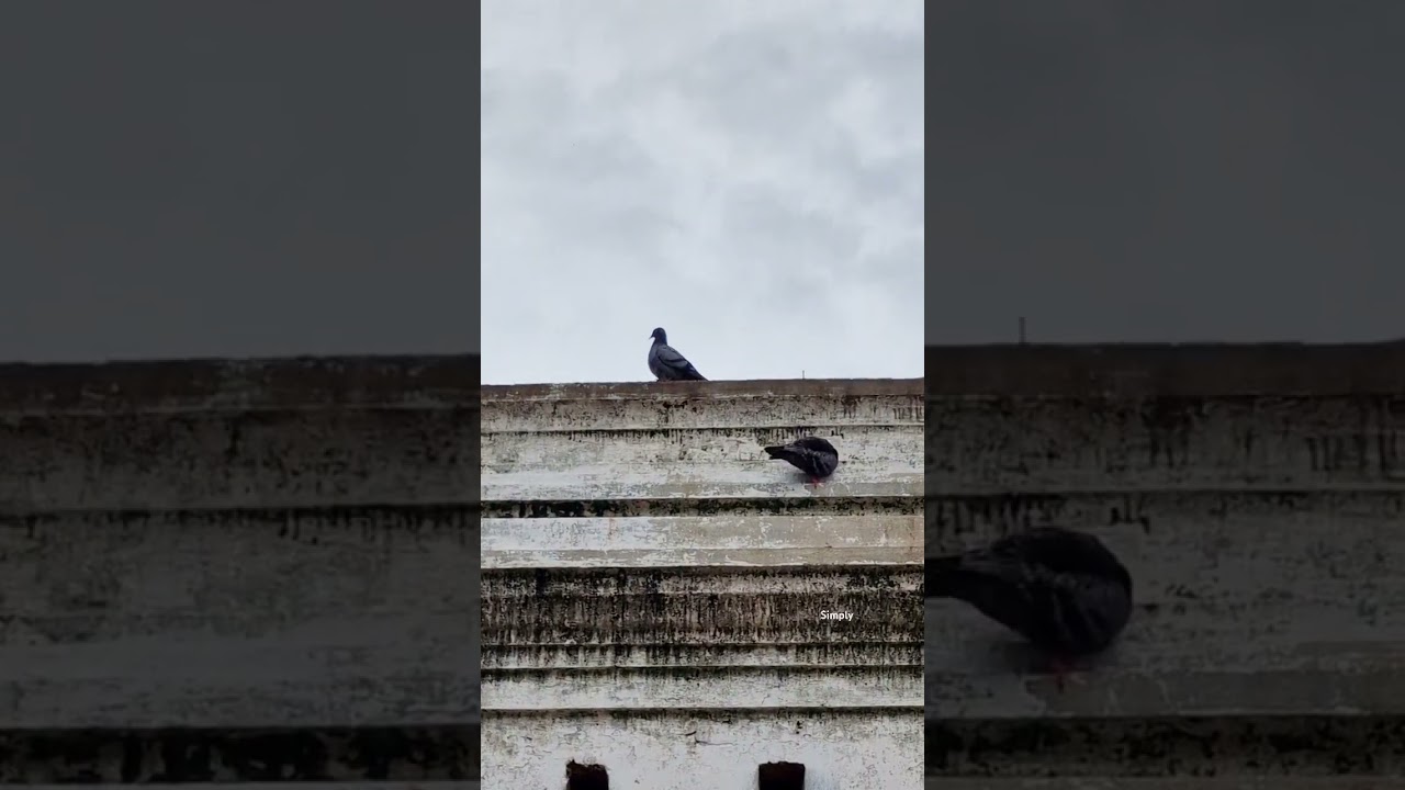 Serenity in Stone: A Peaceful Pigeon Standing in Temple Bliss 🕊️🙏 #TempleVibes#Pigeon