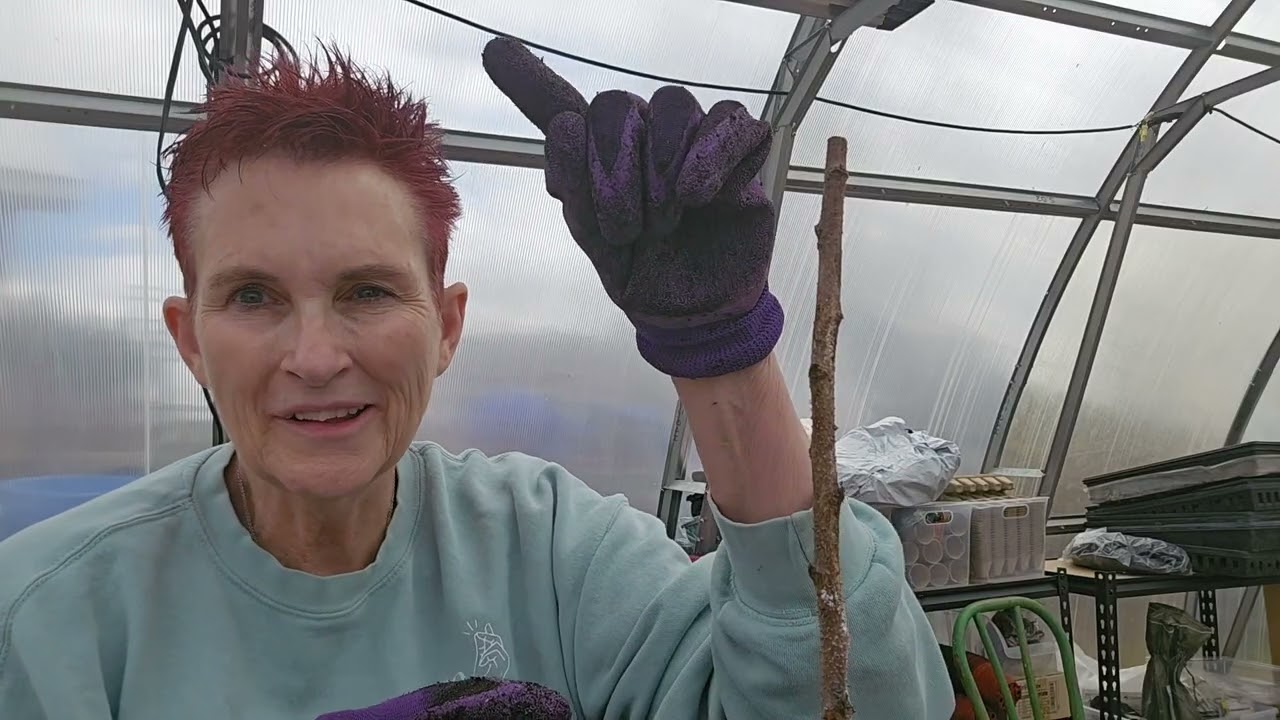 The Gardening Grandma  - Planting bare roots raspberry and elderberry trees