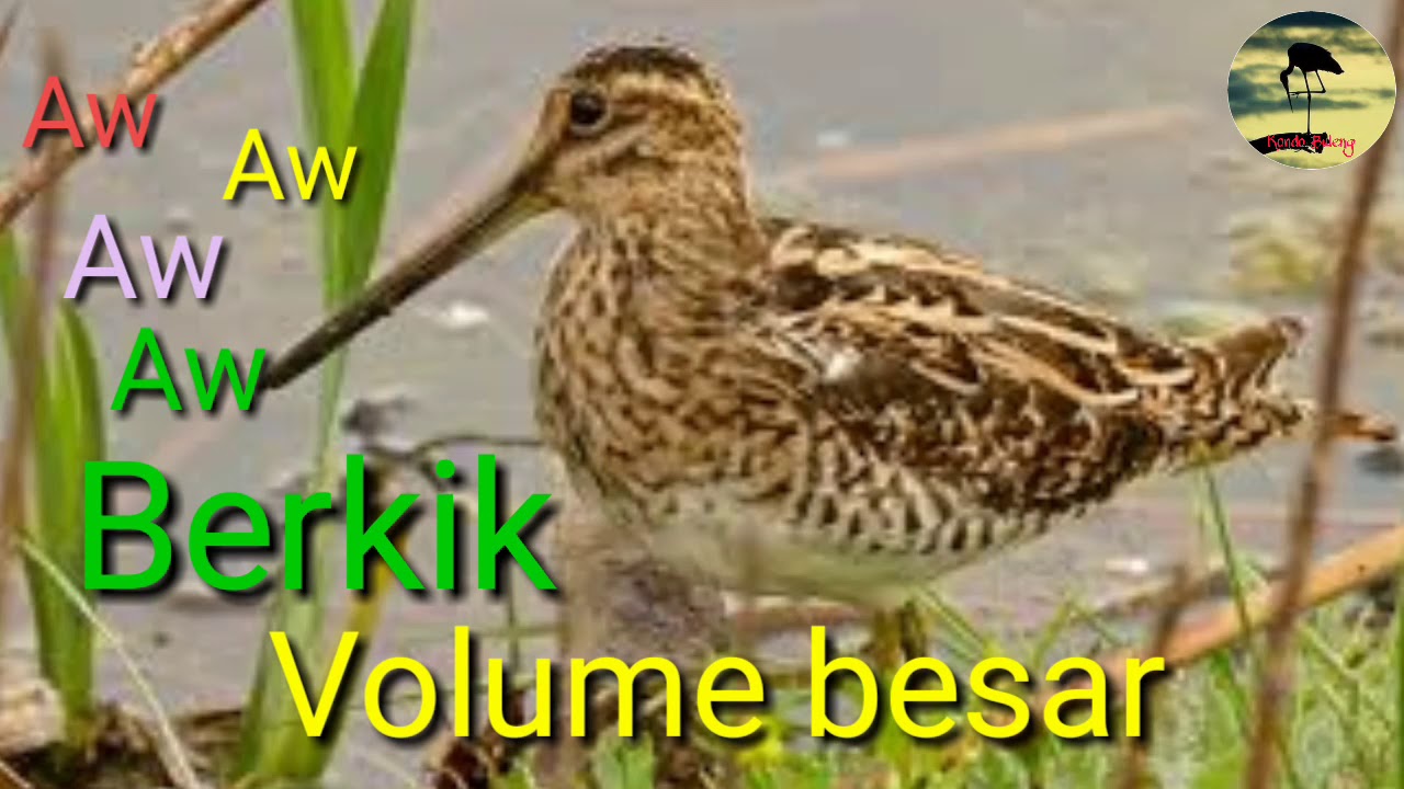 Suara pikat burung sawah Berkik/punguk Aw Aw Aw Volume besar