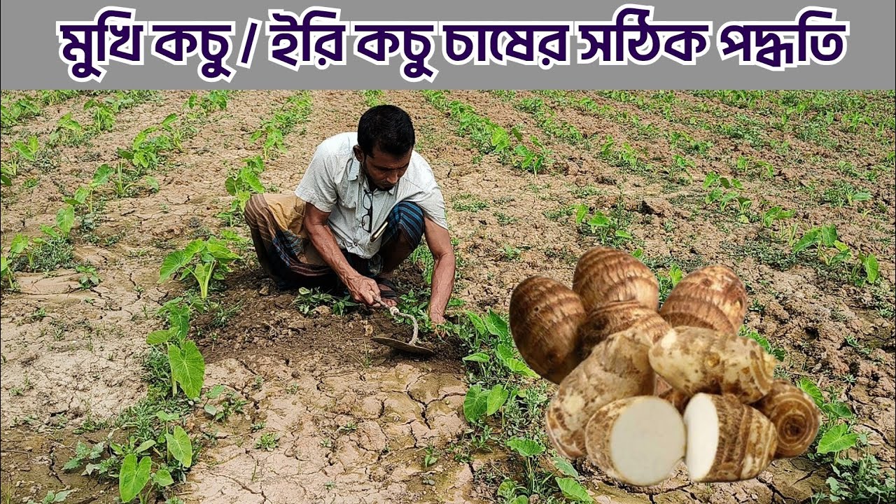 মুখি কচু চাষের সঠিক নিয়ম। বিঘাপ্রতি ৯০-৯৫ মণ ফলন পাওয়া সম্ভব 