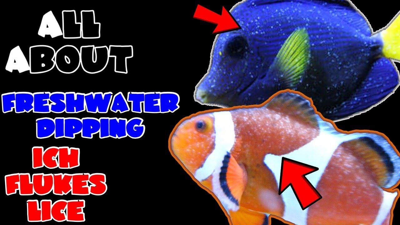 All About The Freshwater Dip | Eradicating Ich, Flukes, Lice | How to? WHY?