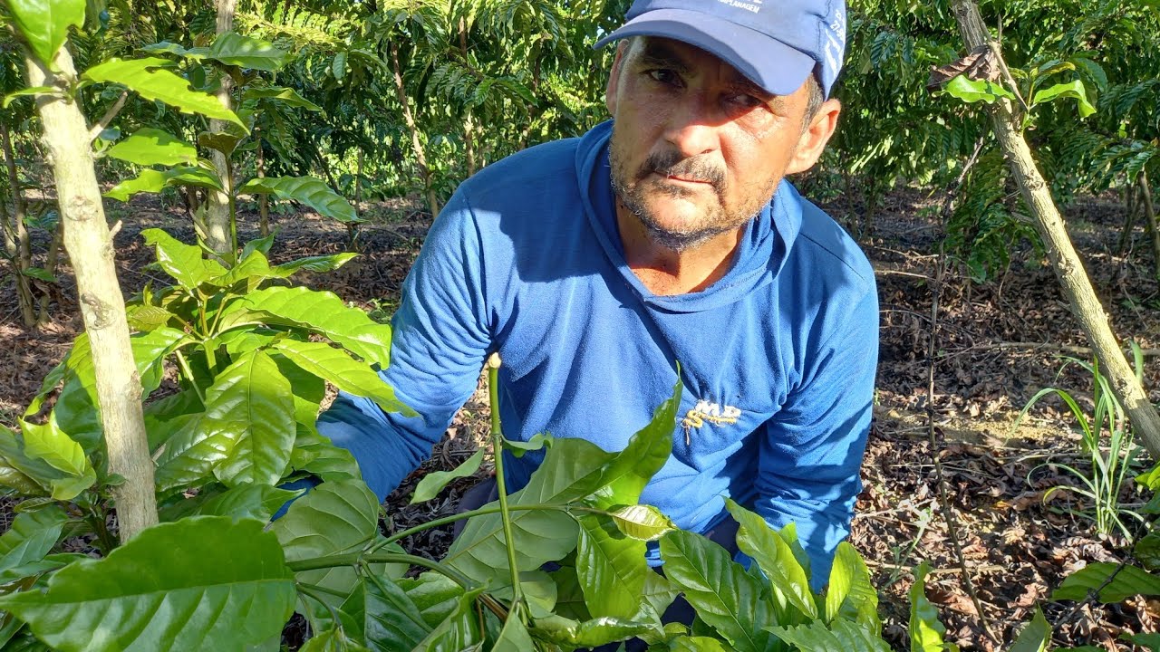 desbrota um café de 3 anos e muito fácil
