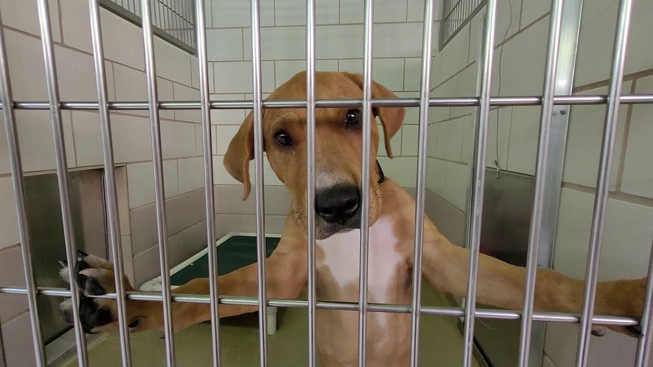 Friday Shelter Walk At CCAS For The Weekend Of Sept  17, 2021
