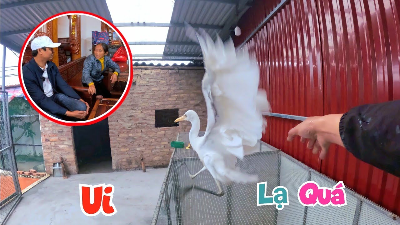 Đưa Bé Cò Về Lại Nhà Mới - Đón Tiếp Gia Đình Bà Tân Vlogs Cùng Em Dương Kc / Quế Nghịch