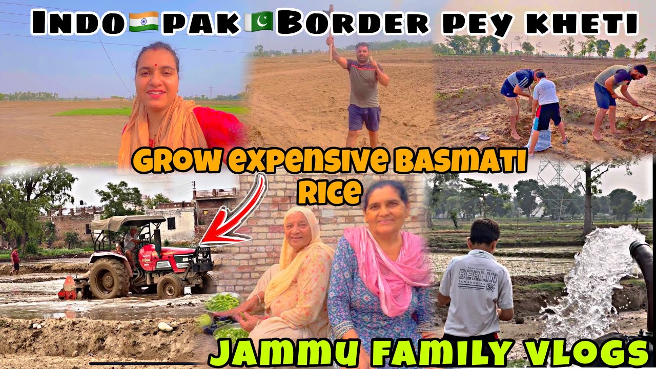तो कुछ ऐसे होती है indo pak 🇮🇳🇵🇰border पर बासमती चावल ( basmati rice ) की खेती ( jammu ki basmati )🌾