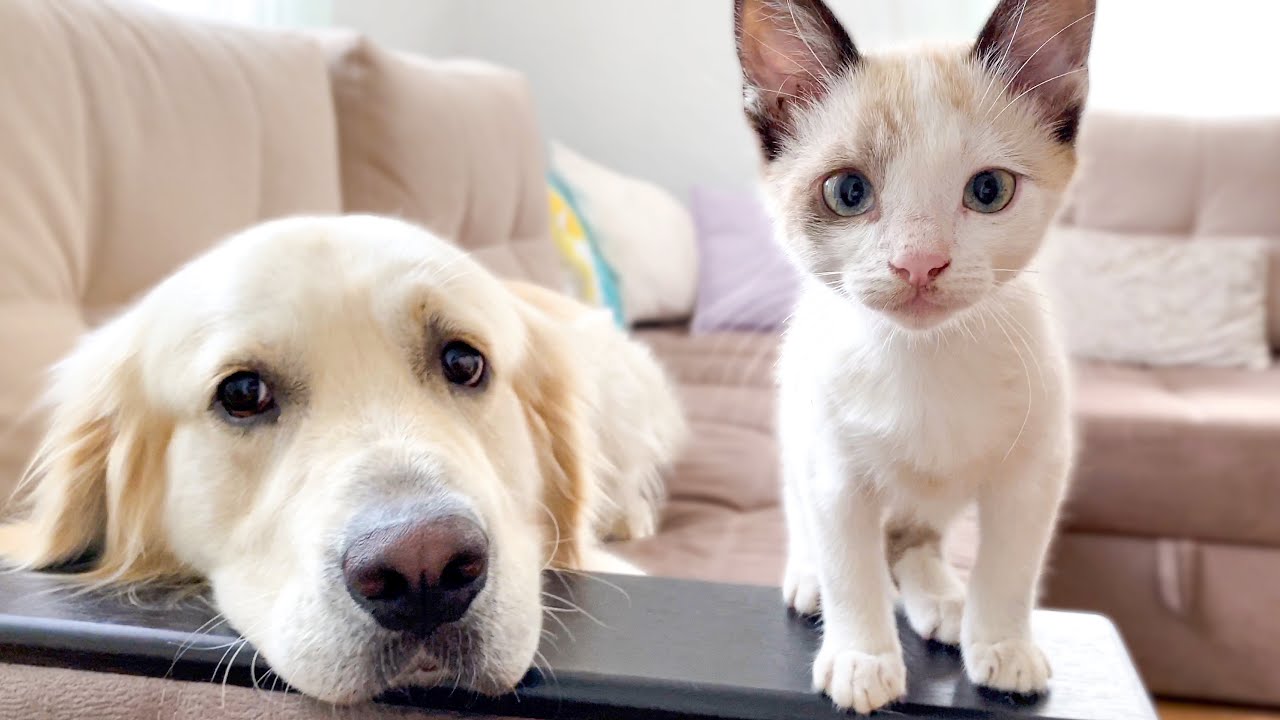 Golden Retriever Can be Friends with Everyone!