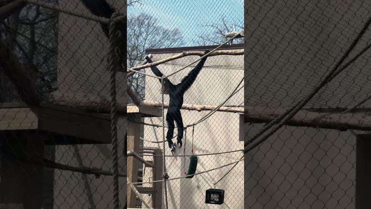 Monkey Cage at The Zoo