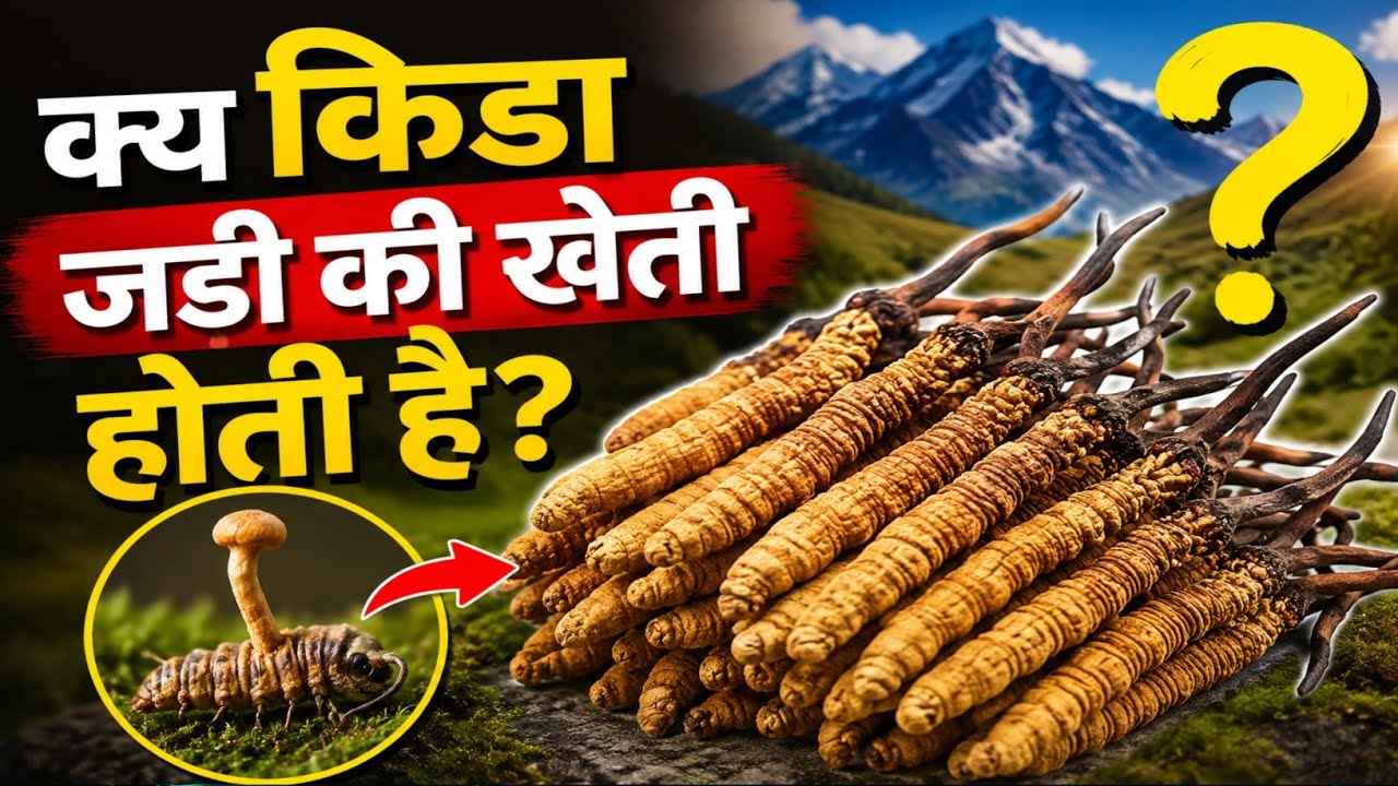 kida jadi kahan milati hai || क्य किडा जडी की खेती होती है? || keeda jadi farming keeda jadi price