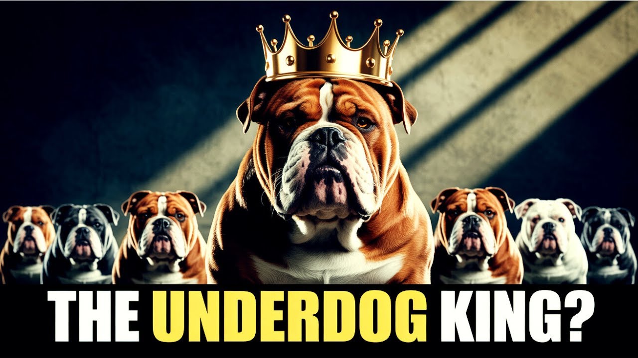 OLDE ENGLISH BULLDOGGE :5 SHOCKING FACTS THAT MAKE IT BETTER THAN OTHER BULLDOGS!
