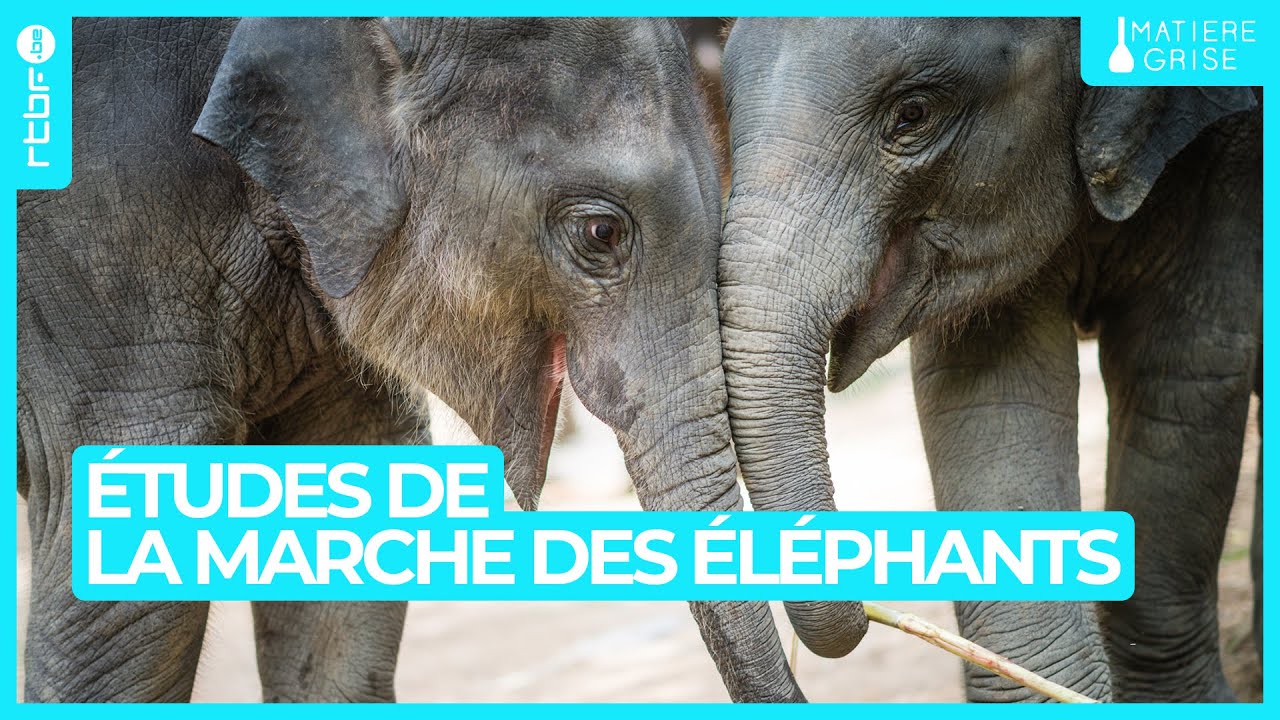 Études de la marche des éléphants - Matière Grise
