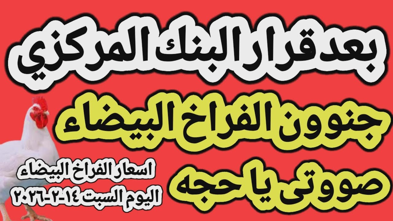 اسعار الفراخ البيضاء اليوم/ سعر الفراخ البيضاء اليوم السبت ١٤-٢-٢٠٢٦ في مصر جمله وقطاعي